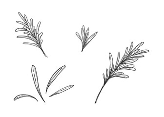 Hand drawn sketch black and white illustration set of rosemary plant, twig, leaf. Vector illustration. Elements in graphic style label, sticker, menu, package. Engraved style.