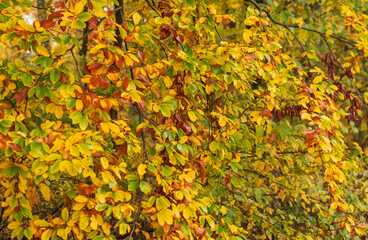 Die Blätter im Herbst verlieren ihr grün und werden bunt