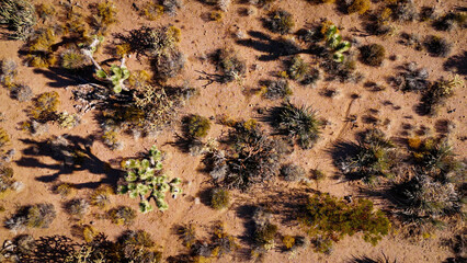 Joshua tree forest in the desert of Arizona - aerial photography