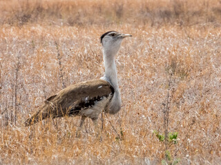 Australian Figbird in Queensland Australia