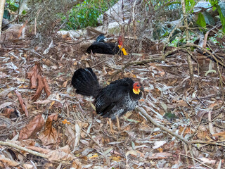 Australian Brush Turkey in Queensland Australia