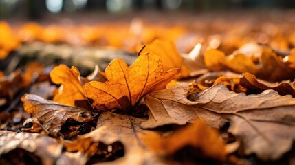 Close-up of fallen oak leaves , autum, fall
