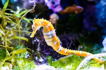 Barbour's seahorse (Hippocampus barbouri) close up in aquarium of Thailand © Tatiana