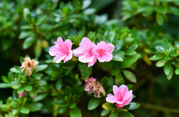 Fototapeta na wymiar Azalea japonica Kirin or Rhododendron Kirin