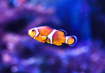 Fototapeta na wymiar Clown fish in aquarium on blue background