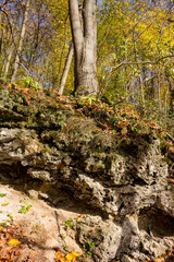 Vertical view of a rock formation in a forest area on which trees grow, weathered limestone in a forest