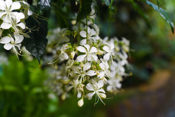 Clerodendrum wallichii flowers close up