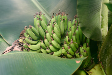 Bananas Musa mannii H. Wendl. ex Baker