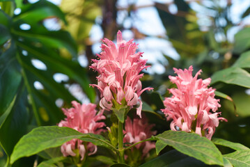 Justicia carnea, the Brazilian plume flower, Brazilian-plume, flamingo flower, or jacobinia plant...