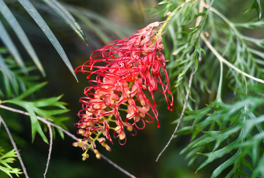 Grevillea Mason's Hybrid also named as Kentlyn and Ned Kelly close up