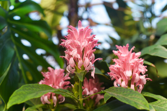 Justicia carnea, the Brazilian plume flower, Brazilian-plume, flamingo flower, or jacobinia plant flowers growing in a botanical garden, close up