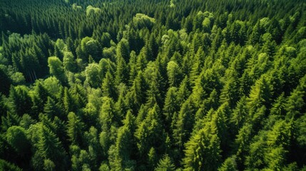 Trees in the forest from above
