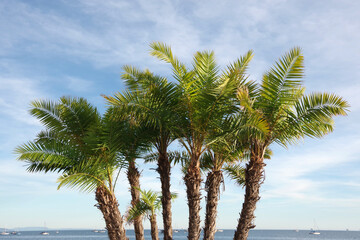 Santa Barbara Beach Palms on a warm November day - Powered by Adobe