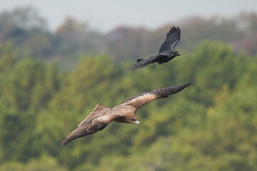 black kite and crow is fighting