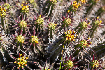 spiny euphorbia or spiny cactus 