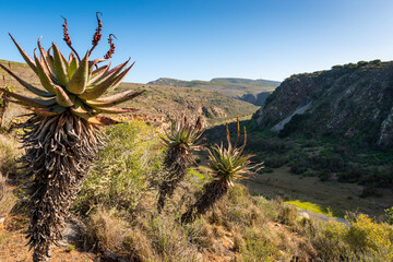 Gouritz river valley with aloes, Klein Karoo South Africa 