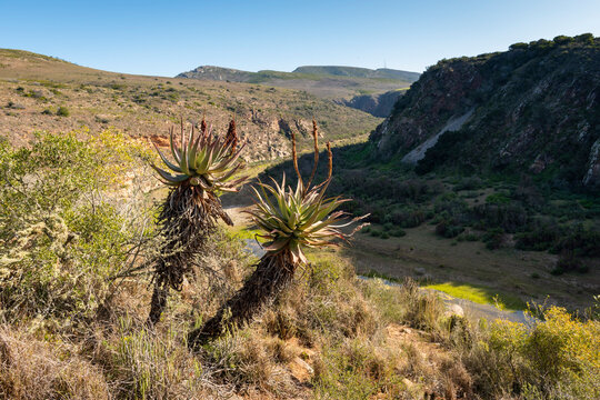 Gouritz river valley with aloes, Klein Karoo South Africa 