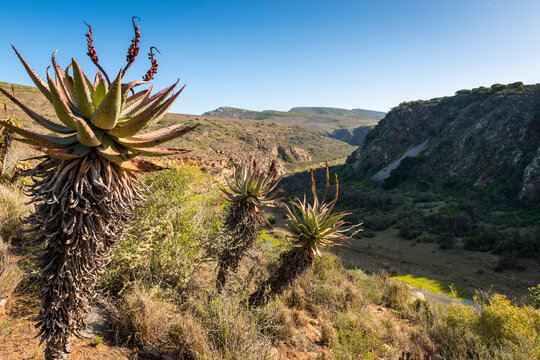 Gouritz river valley with aloes, Klein Karoo South Africa 