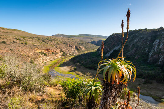 Gouritz river valley with aloes, Klein Karoo South Africa 