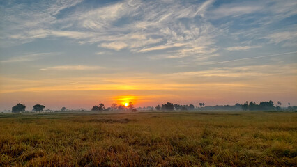 Rice bathed in golden light Morning rice field Rice fields with beautiful golden light