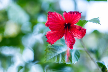 red hibiscus flowers blurred sky background