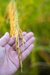 Farmer's hands holding beautiful yellow rice ears in Thailand
