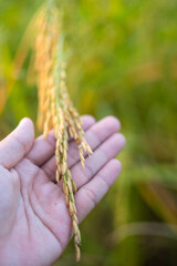 Farmer's hands holding beautiful yellow rice ears in Thailand