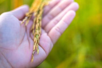 Farmer's hands holding beautiful yellow rice ears in Thailand
