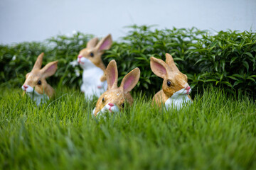 rabbit in the grass