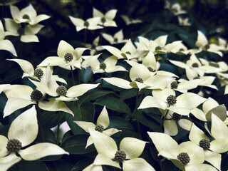 Kousa Dogwood Tree Diamond Petal While Flower with Leafy Tree Branch in New York Park Close Up