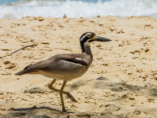 Beach Thick-Knee in Queensland Australia