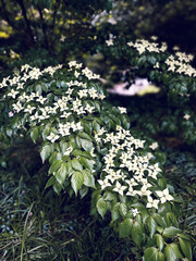 Kousa Dogwood Tree Diamond Petal While Flower with Leafy Tree Branch in New York Park