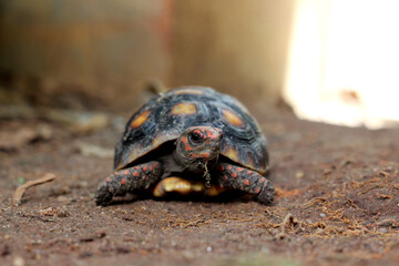 Cute small baby Red-foot Tortoise in the nature,The red-footed tortoise (Chelonoidis carbonarius) is a species of tortoise from northern South America