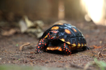 Cute small baby Red-foot Tortoise in the nature,The red-footed tortoise (Chelonoidis carbonarius) is a species of tortoise from northern South America