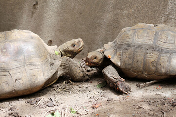 African Sulcata Tortoise Natural Habitat,Close up African spurred tortoise resting in the garden, Slow life ,Africa spurred tortoise sunbathe on ground with his protective shell ,Beautiful Tortoise