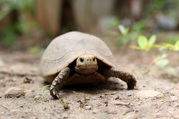  Elongated tortoise in the nature, Indotestudo elongata ,Tortoise sunbathe on ground with his protective shell ,Tortoise from Southeast Asia and parts of South Asia ,High yellow Tortoise