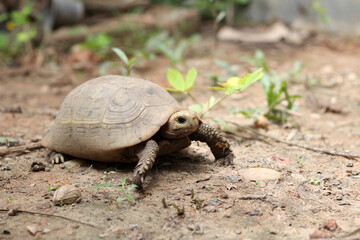  Elongated tortoise in the nature, Indotestudo elongata ,Tortoise sunbathe on ground with his protective shell ,Tortoise from Southeast Asia and parts of South Asia ,High yellow Tortoise