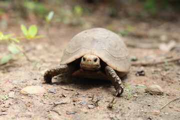  Elongated tortoise in the nature, Indotestudo elongata ,Tortoise sunbathe on ground with his protective shell ,Tortoise from Southeast Asia and parts of South Asia ,High yellow Tortoise