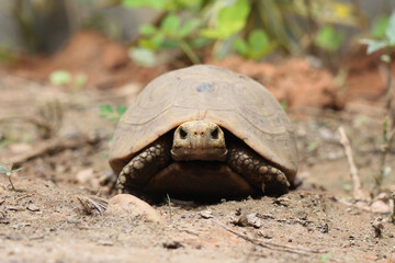  Elongated tortoise in the nature, Indotestudo elongata ,Tortoise sunbathe on ground with his protective shell ,Tortoise from Southeast Asia and parts of South Asia ,High yellow Tortoise