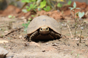 Obraz premium Elongated tortoise in the nature, Indotestudo elongata ,Tortoise sunbathe on ground with his protective shell ,Tortoise from Southeast Asia and parts of South Asia ,High yellow Tortoise