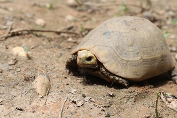  Elongated tortoise in the nature, Indotestudo elongata ,Tortoise sunbathe on ground with his protective shell ,Tortoise from Southeast Asia and parts of South Asia ,High yellow Tortoise