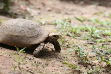Obraz premium Elongated tortoise in the nature, Indotestudo elongata ,Tortoise sunbathe on ground with his protective shell ,Tortoise from Southeast Asia and parts of South Asia ,High yellow Tortoise