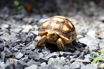 African Sulcata Tortoise Natural Habitat,Close up African spurred tortoise resting in the garden, Slow life ,Africa spurred tortoise sunbathe on ground with his protective shell ,Beautiful Tortoise

