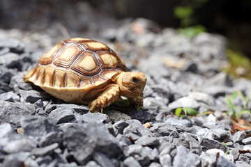 African Sulcata Tortoise Natural Habitat,Close up African spurred tortoise resting in the garden, Slow life ,Africa spurred tortoise sunbathe on ground with his protective shell ,Beautiful Tortoise
