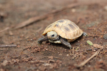  Elongated tortoise in the nature, Indotestudo elongata ,Tortoise sunbathe on ground with his protective shell ,Tortoise from Southeast Asia and parts of South Asia ,High yellow Tortoise