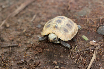  Elongated tortoise in the nature, Indotestudo elongata ,Tortoise sunbathe on ground with his protective shell ,Tortoise from Southeast Asia and parts of South Asia ,High yellow Tortoise