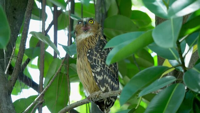 Buffy fish owl perched on tree in Hampstead Wetlands Park, Singapore