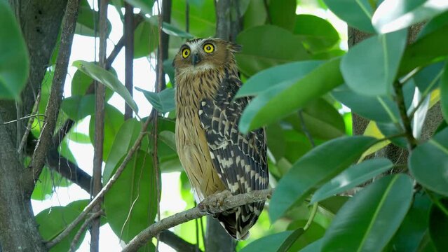 Buffy fish owl perched on tree in Hampstead Wetlands Park, Singapore