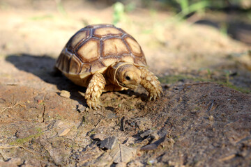 African Sulcata Tortoise Natural Habitat,Close up African spurred tortoise resting in the garden, Slow life ,Africa spurred tortoise sunbathe on ground with his protective shell ,Beautiful Tortoise
