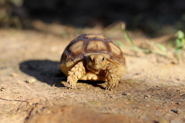 African Sulcata Tortoise Natural Habitat,Close up African spurred tortoise resting in the garden,...